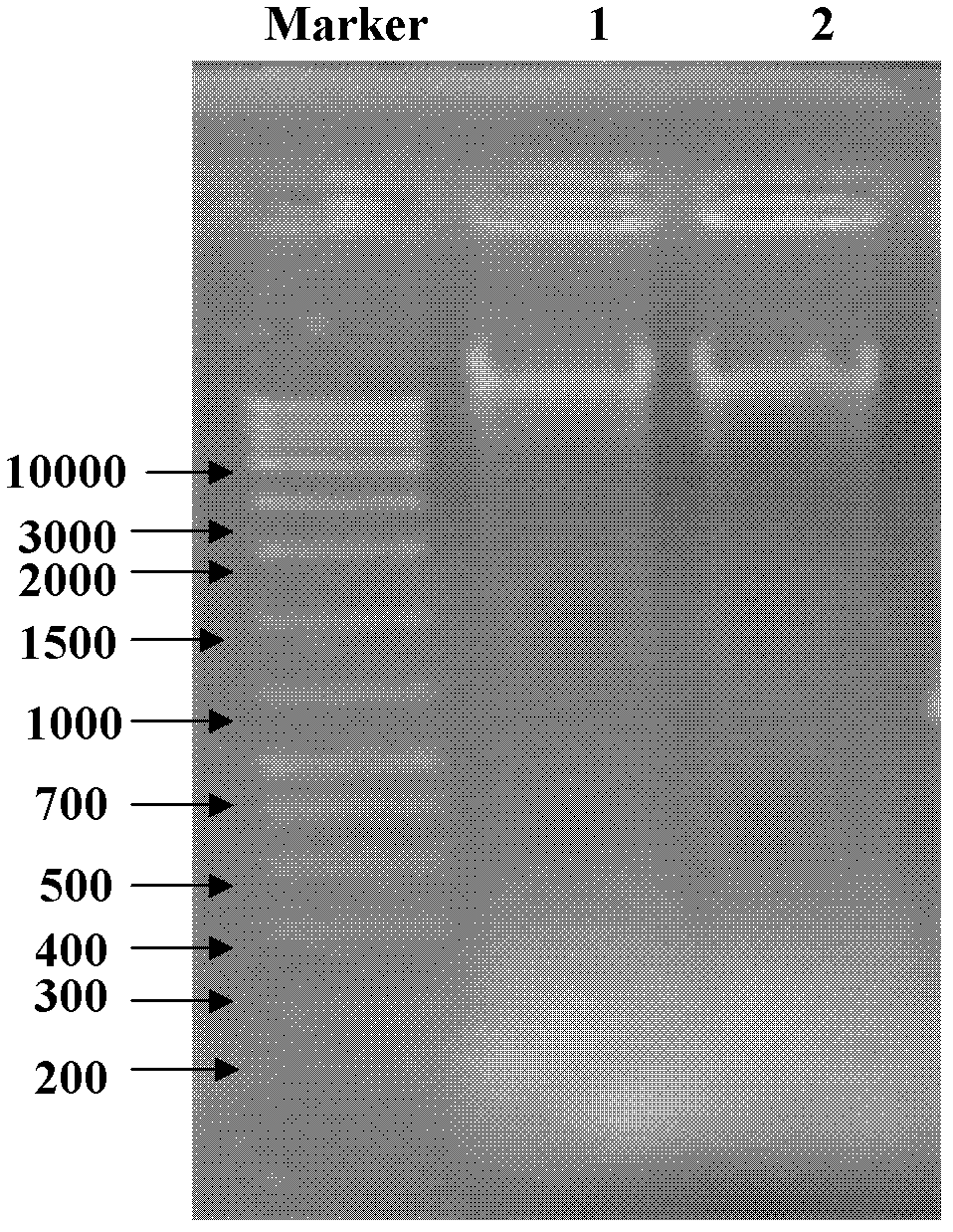 Trichoderma LJ245 capable of degrading aureomycin