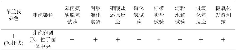 Application of bacillus siamensis B11 in prevention and/or treatment of Fargesia fungosa with sphaeropsis blight