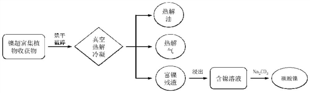 A method for the recovery of nickel and energy substances from nickel hyperaccumulator plants