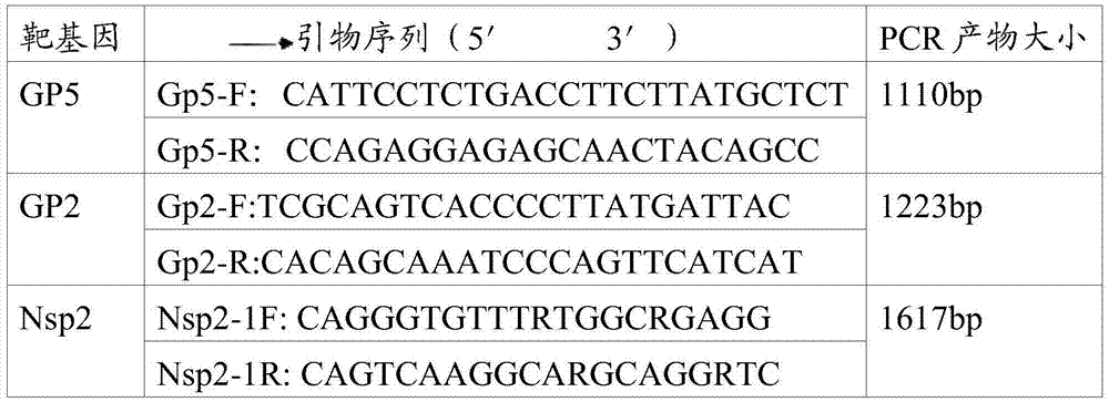 Porcine reproductive and respiratory syndrome virus strain and application thereof