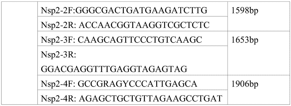 Porcine reproductive and respiratory syndrome virus strain and application thereof