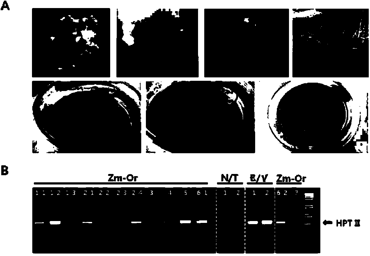 Method for obtaining a transformed ipomoea batatas plant body including highly accumulated carotenoid and anthocyanin, and plant body obtained by same