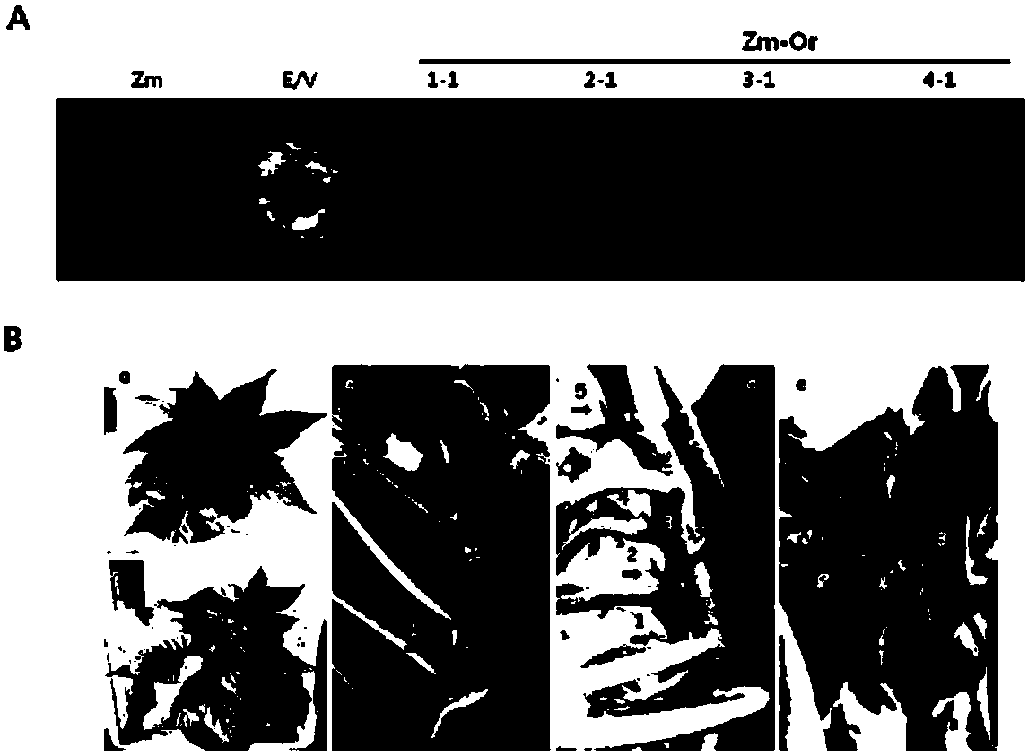 Method for obtaining a transformed ipomoea batatas plant body including highly accumulated carotenoid and anthocyanin, and plant body obtained by same