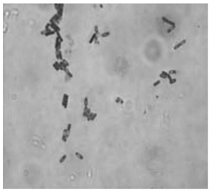 Bacillus cereus and application of bacillus cereus as agricultural biological agent