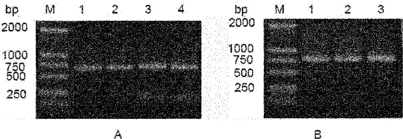 Anti-epidemic growth factor receptor (EGFR) humanized antibody L1-H3 and coded gene and application thereof