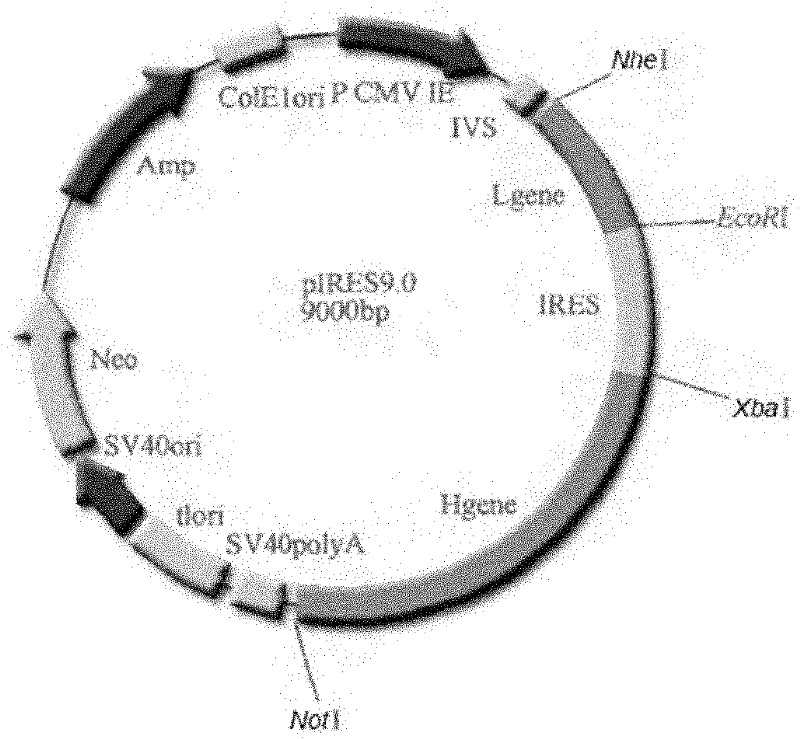 Anti-epidemic growth factor receptor (EGFR) humanized antibody L1-H3 and coded gene and application thereof