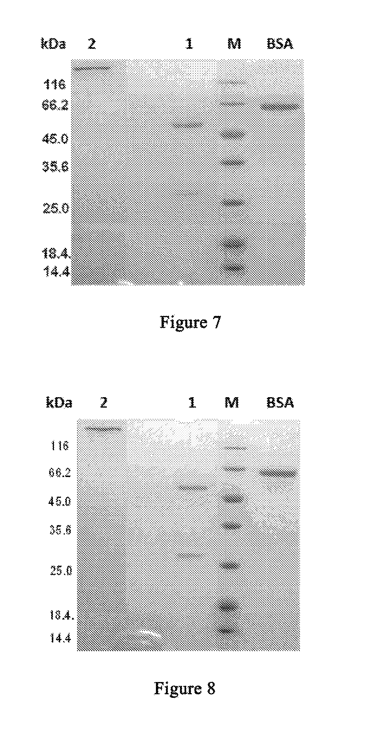 Anti-CTLA4 monoclonal antibody or its antigen binding fragments, pharmaceutical compositions and uses