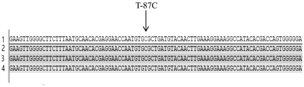 A snp marker affecting lambing traits of Hu sheep and its application