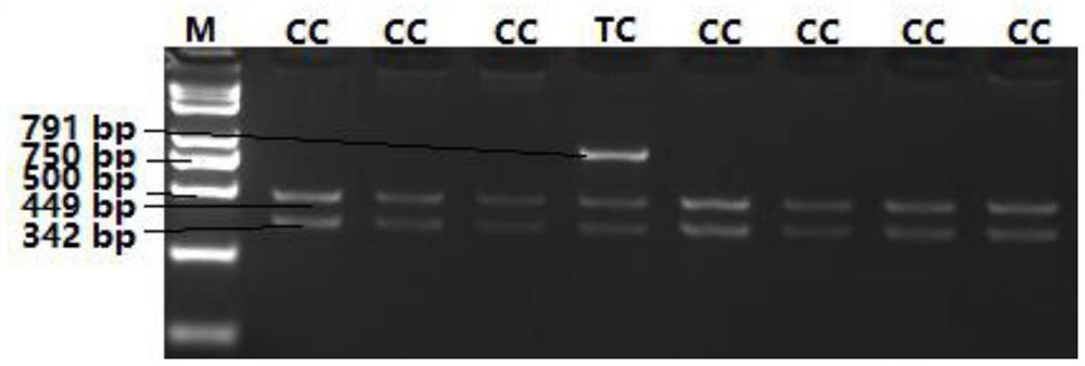 A snp marker affecting lambing traits of Hu sheep and its application