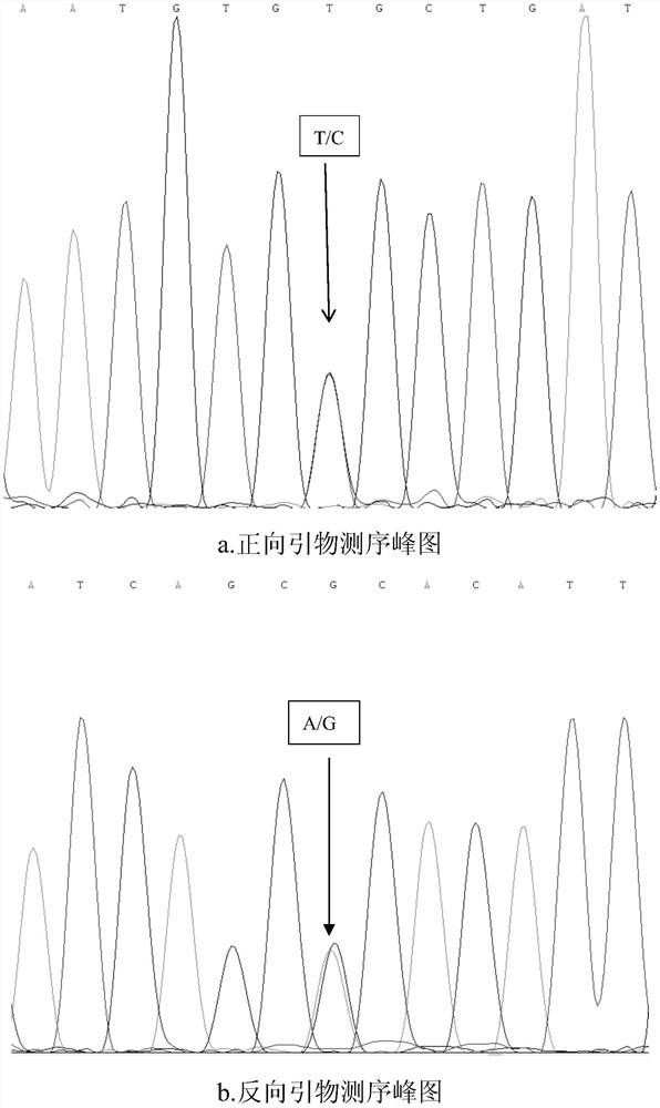 A snp marker affecting lambing traits of Hu sheep and its application