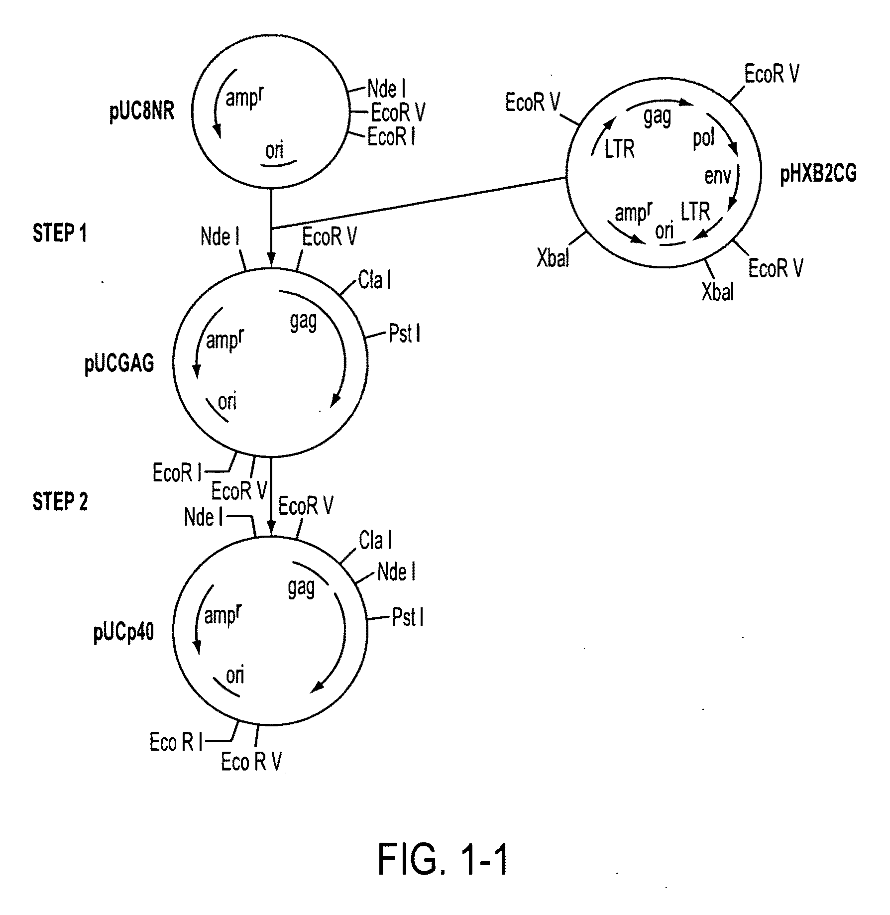 Method for detecting nanbv associated seroconversion