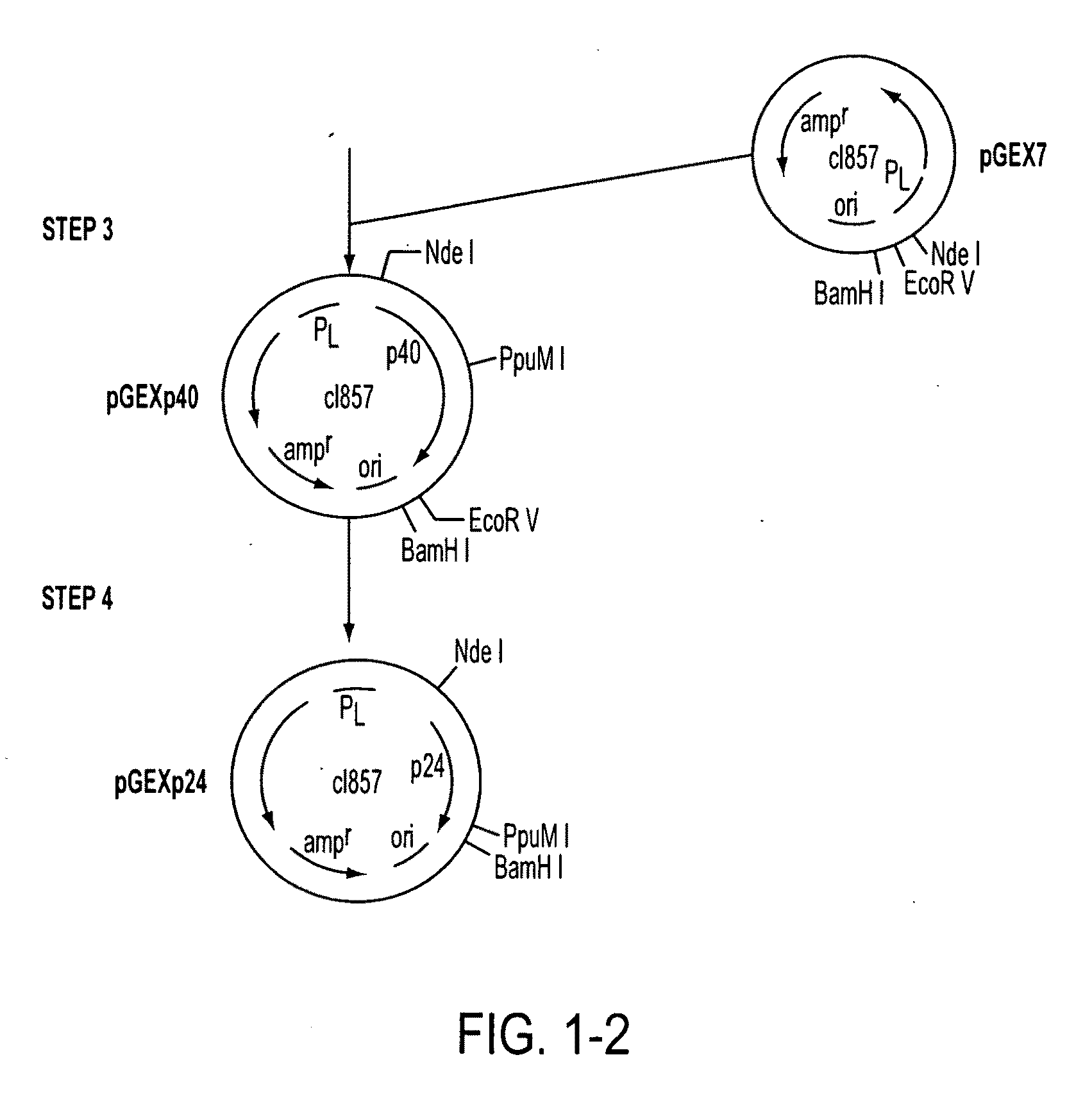 Method for detecting nanbv associated seroconversion