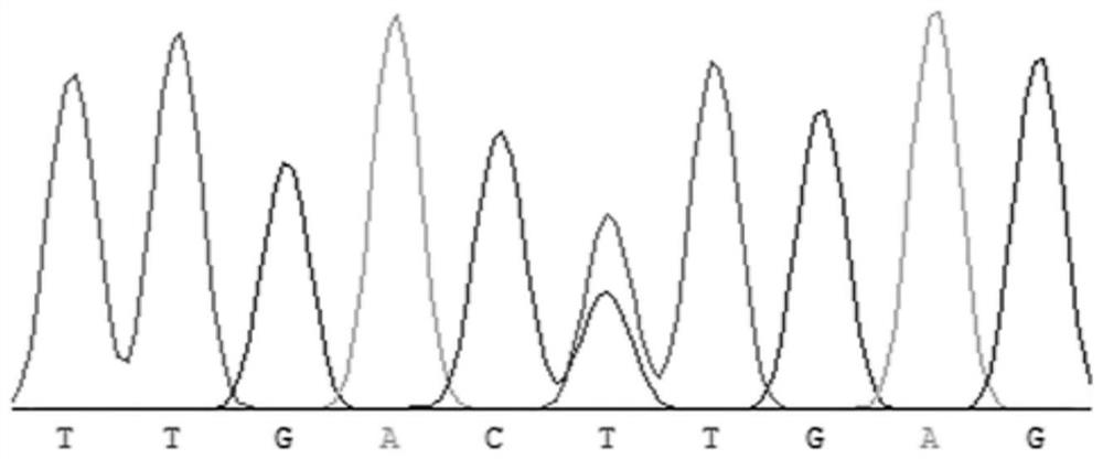 Molecular marker related to residual feed intake of sheep and application thereof