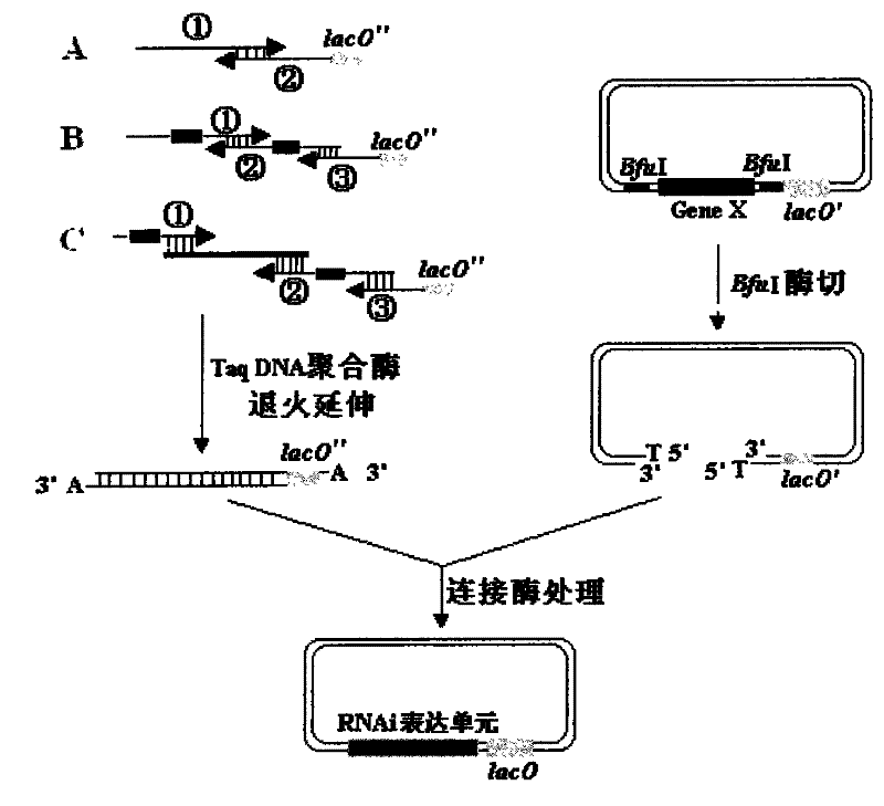 Construction and screen method of novel RNA interference vector