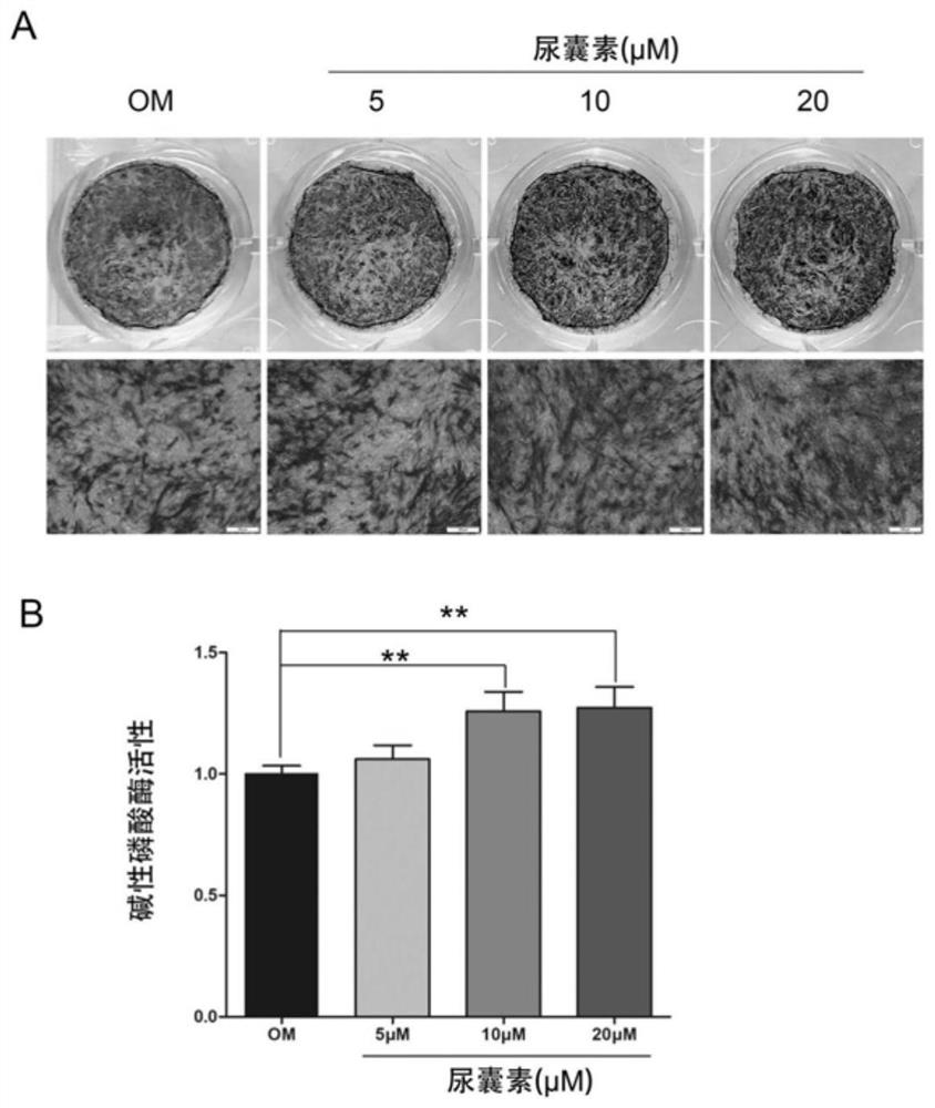 Application of allantoin in relieving side effects of glucocorticoid