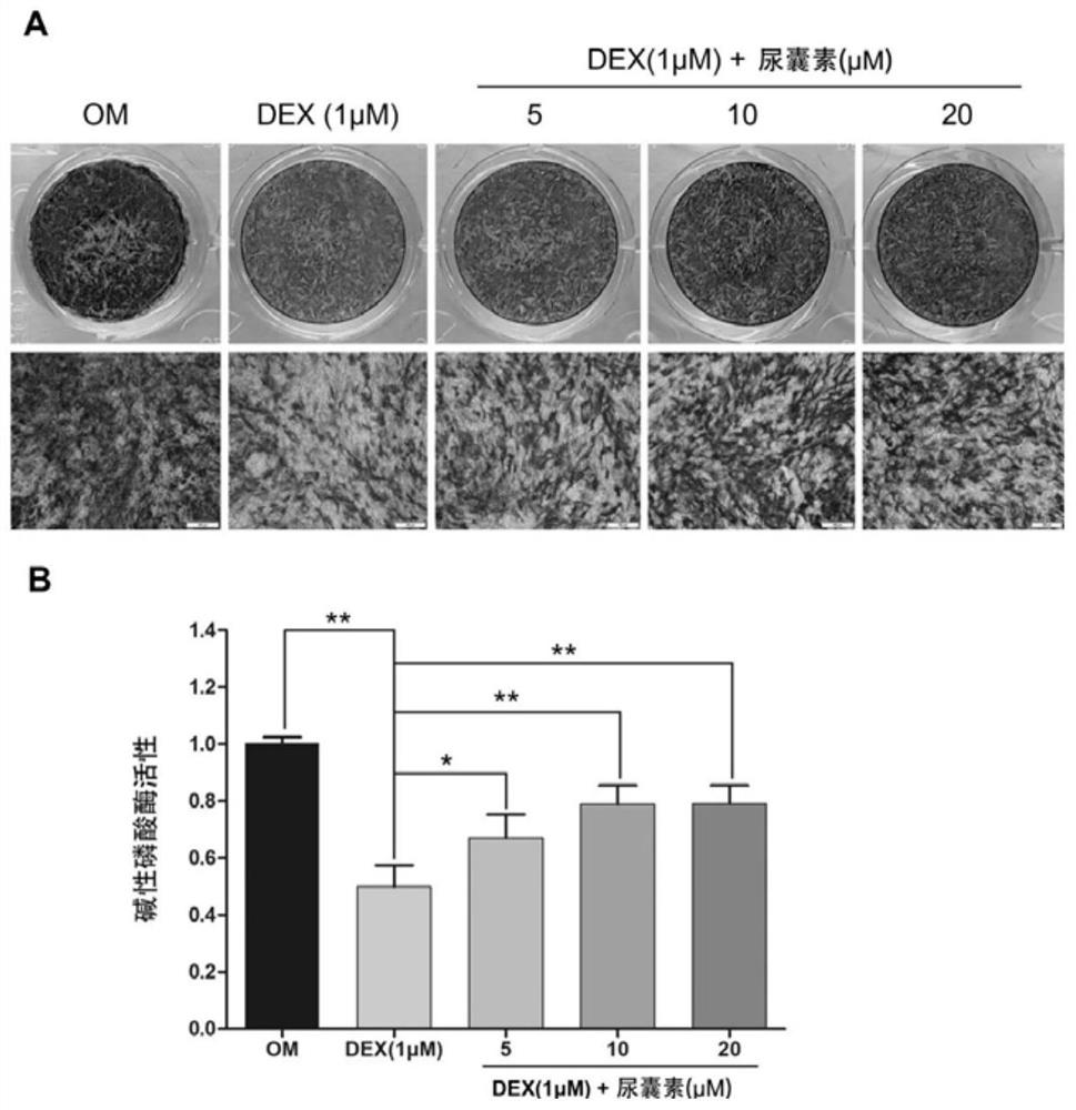 Application of allantoin in relieving side effects of glucocorticoid