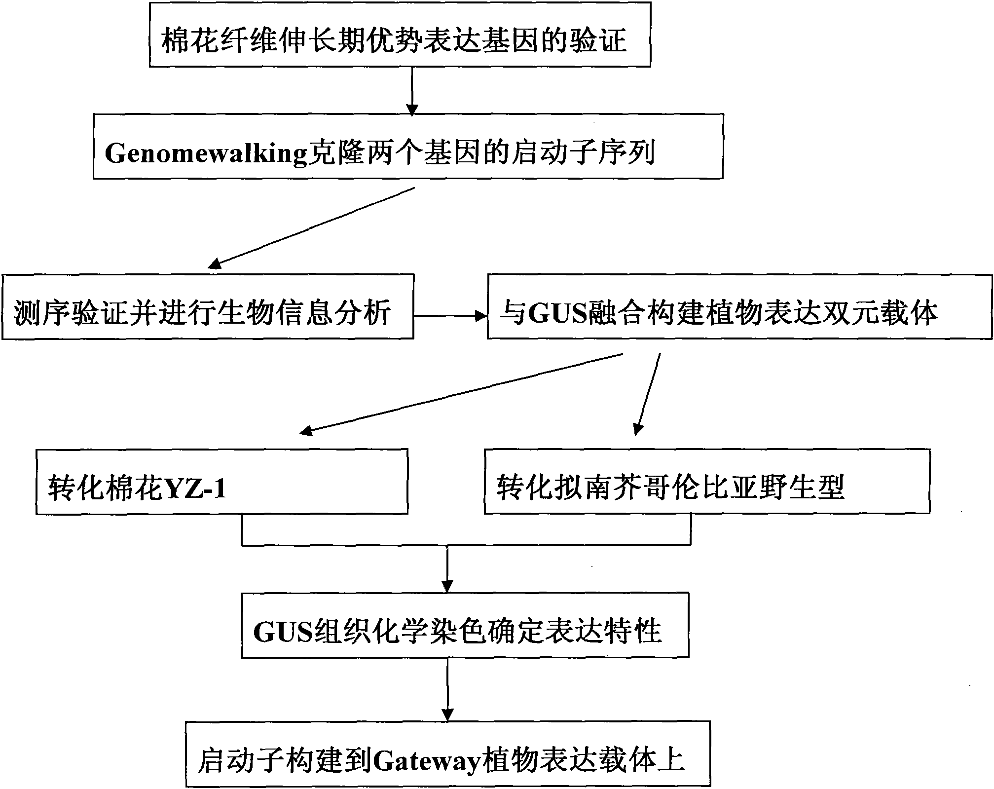 Two cotton fiber elongation stage preferential expression promoters and their application