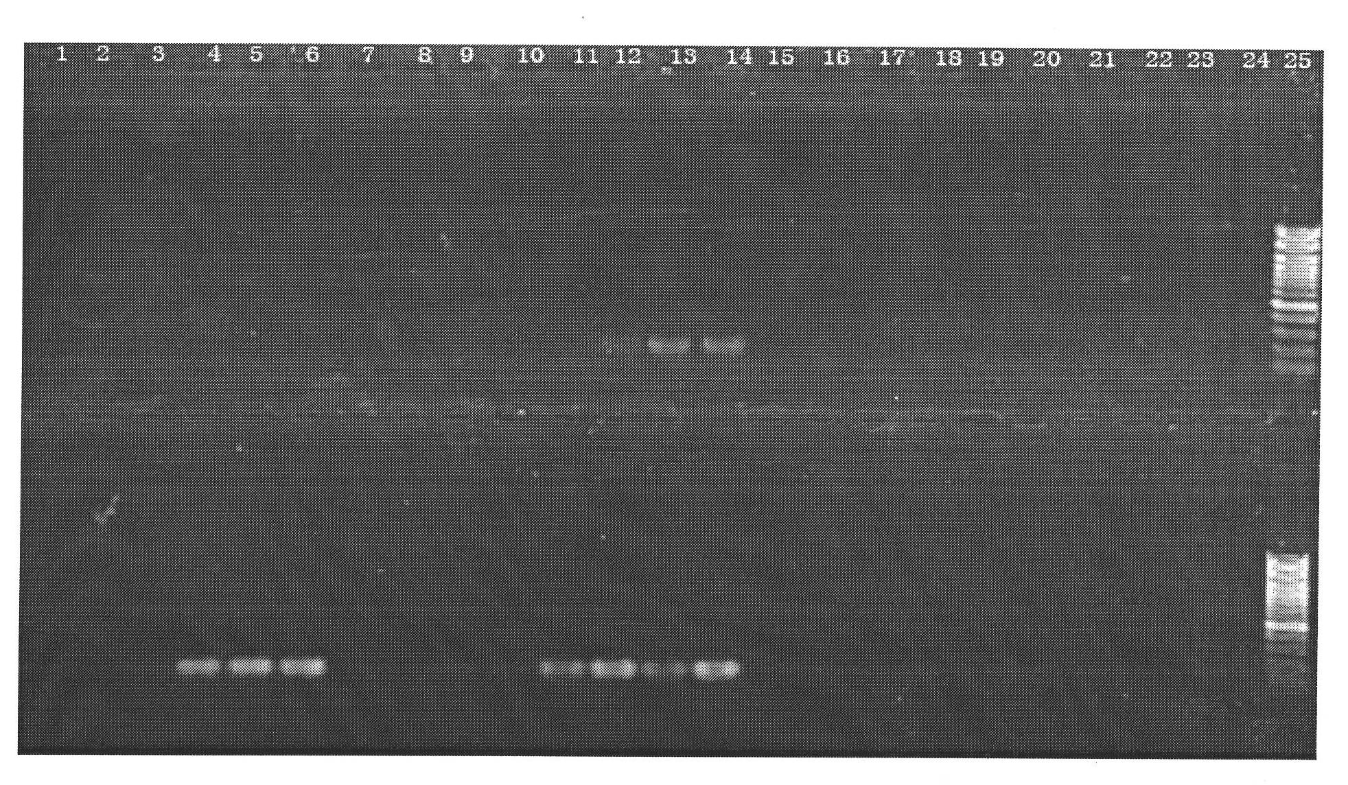 Two cotton fiber elongation stage preferential expression promoters and their application