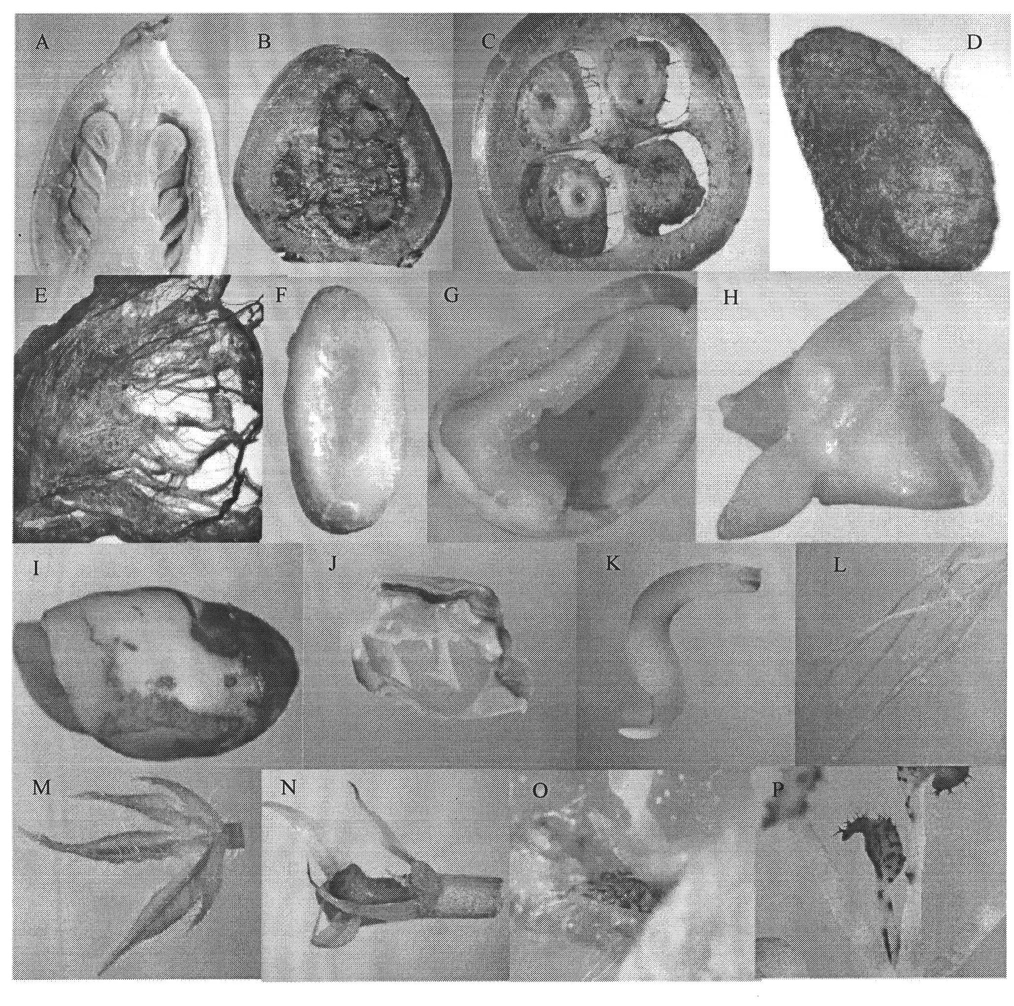 Two cotton fiber elongation stage preferential expression promoters and their application