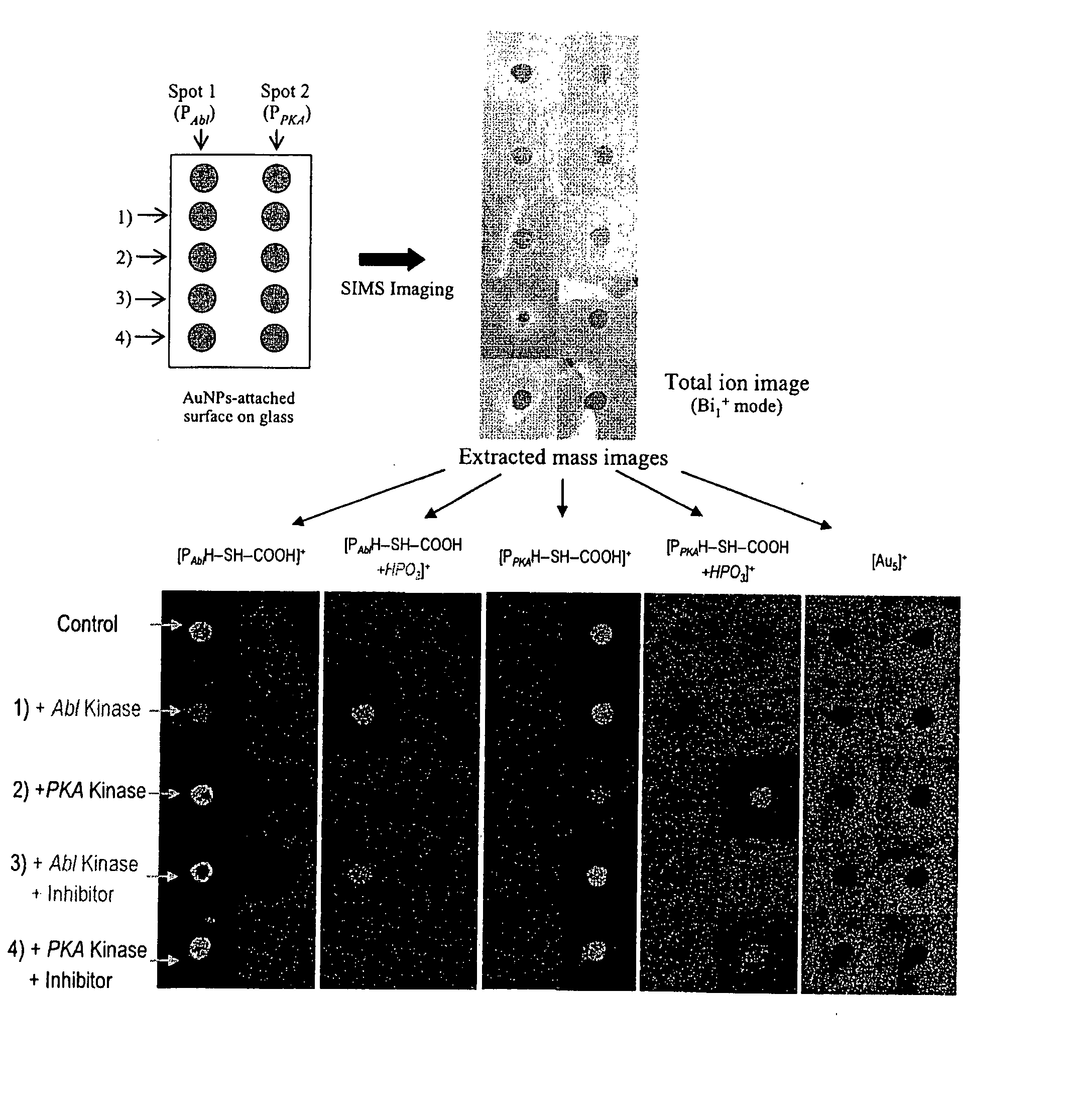 Novel construction of gold nanoparticle-based peptide chip, and assaying enzyme activity and inhibitor effect using secondary ion mass spectrometric analysis thereof