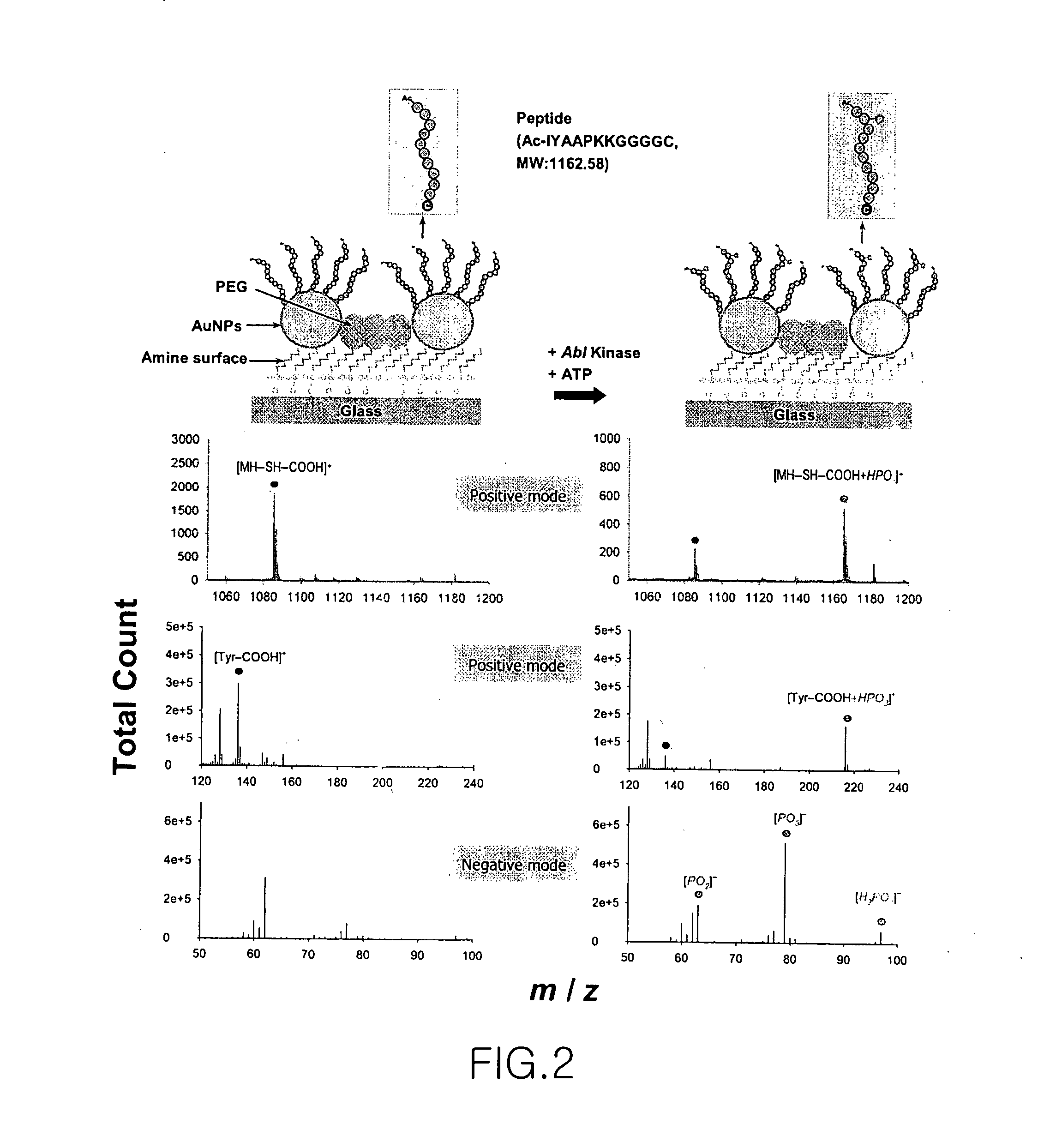 Novel construction of gold nanoparticle-based peptide chip, and assaying enzyme activity and inhibitor effect using secondary ion mass spectrometric analysis thereof