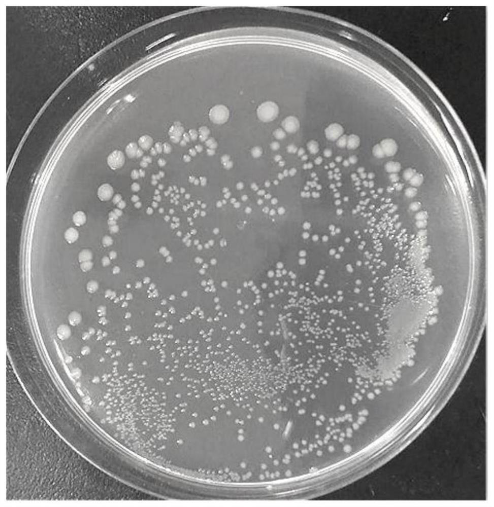 Sodium lauroyl sarcosinate-bacitracin compound and composite oil displacement agent