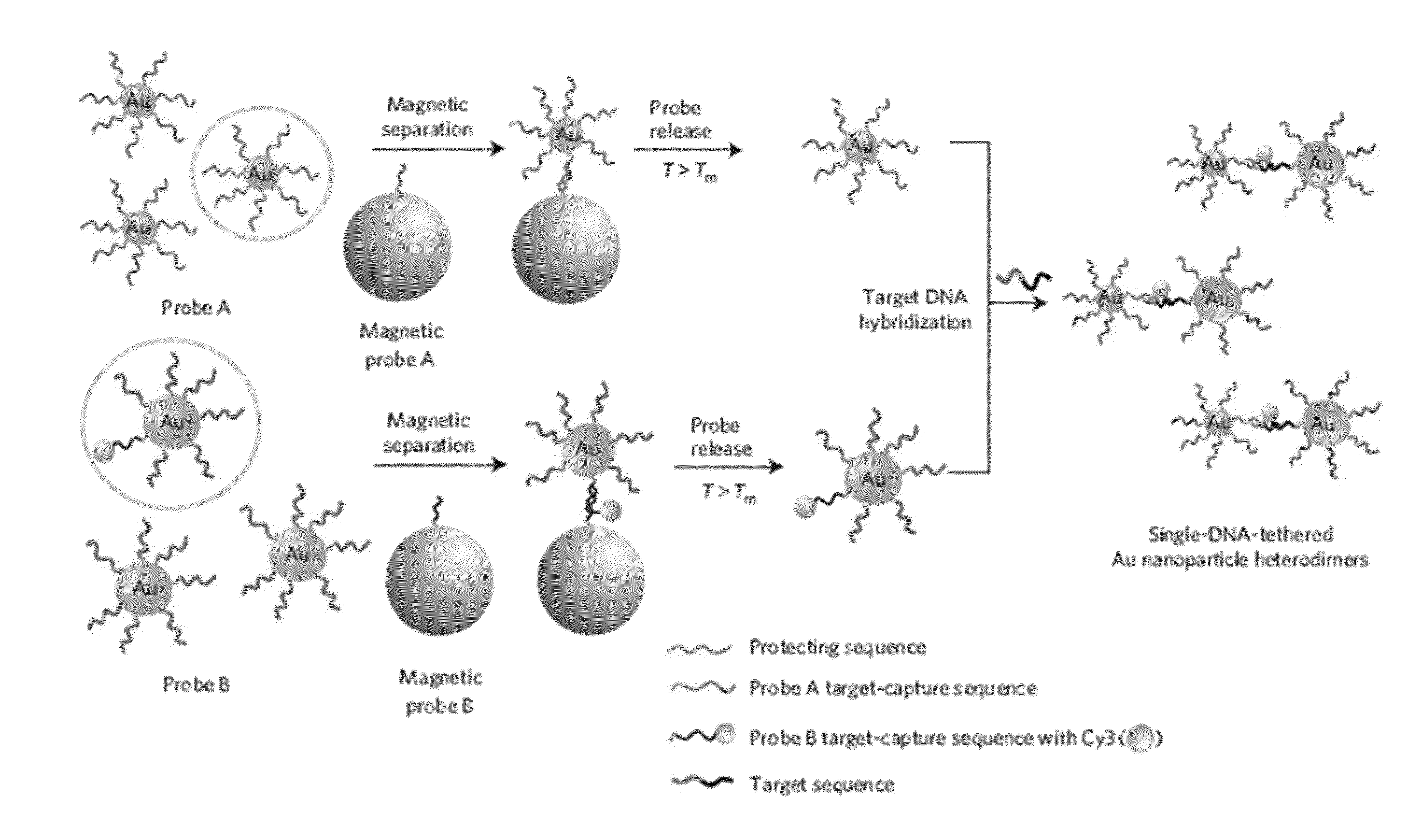 Heterodimeric core-shell nanoparticle in which raman-active molecules are located at a binding portion of a nanoparticle heterodimer, use thereof, and method for preparing same