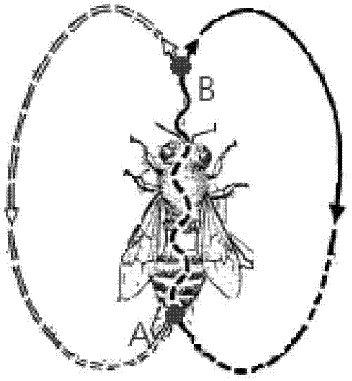 Non-marking image detection method and system of bee motion tracks