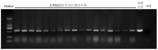 A Minjiang lily wrky transcription factor gene lrwrky11 and its application