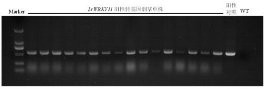 A Minjiang lily wrky transcription factor gene lrwrky11 and its application
