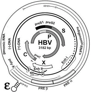 Replicative HBV (Hepatitis B Virus) vector carrying foreign gene and recombinant HBV generated after transfection and corresponding preparation method and application