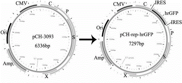 Replicative HBV (Hepatitis B Virus) vector carrying foreign gene and recombinant HBV generated after transfection and corresponding preparation method and application