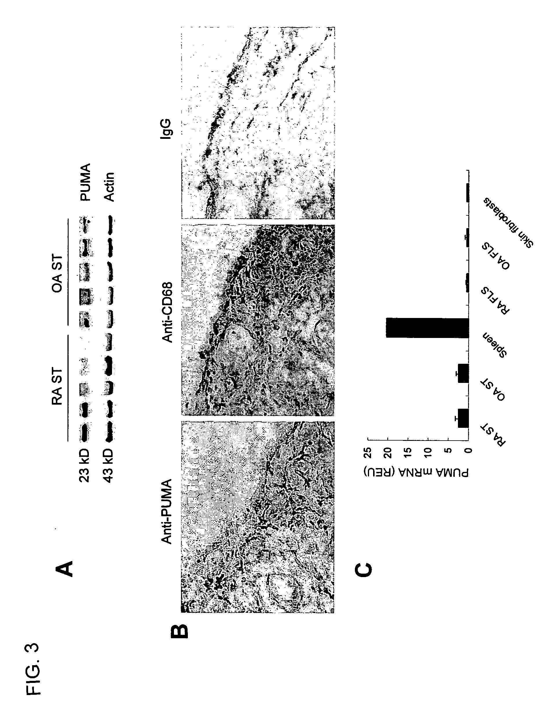 Inducing expression of puma to reduce joint inflammation in the treatment of arthritis