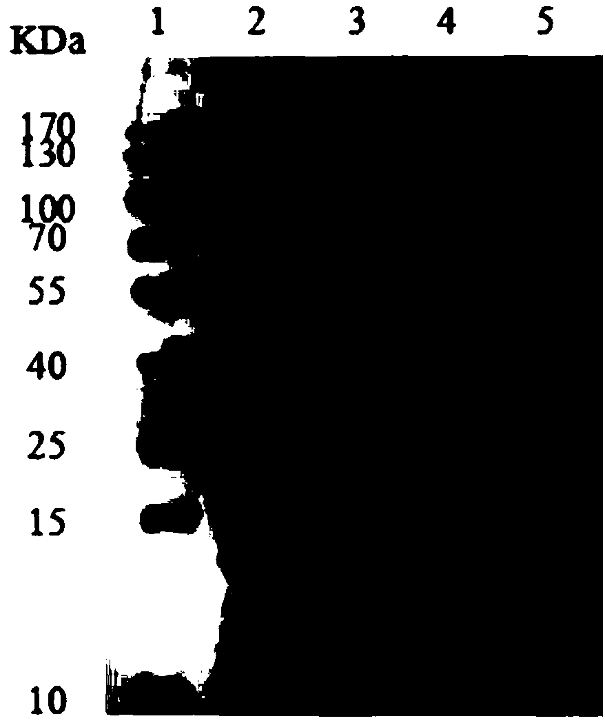 Preparation method for L-gulose