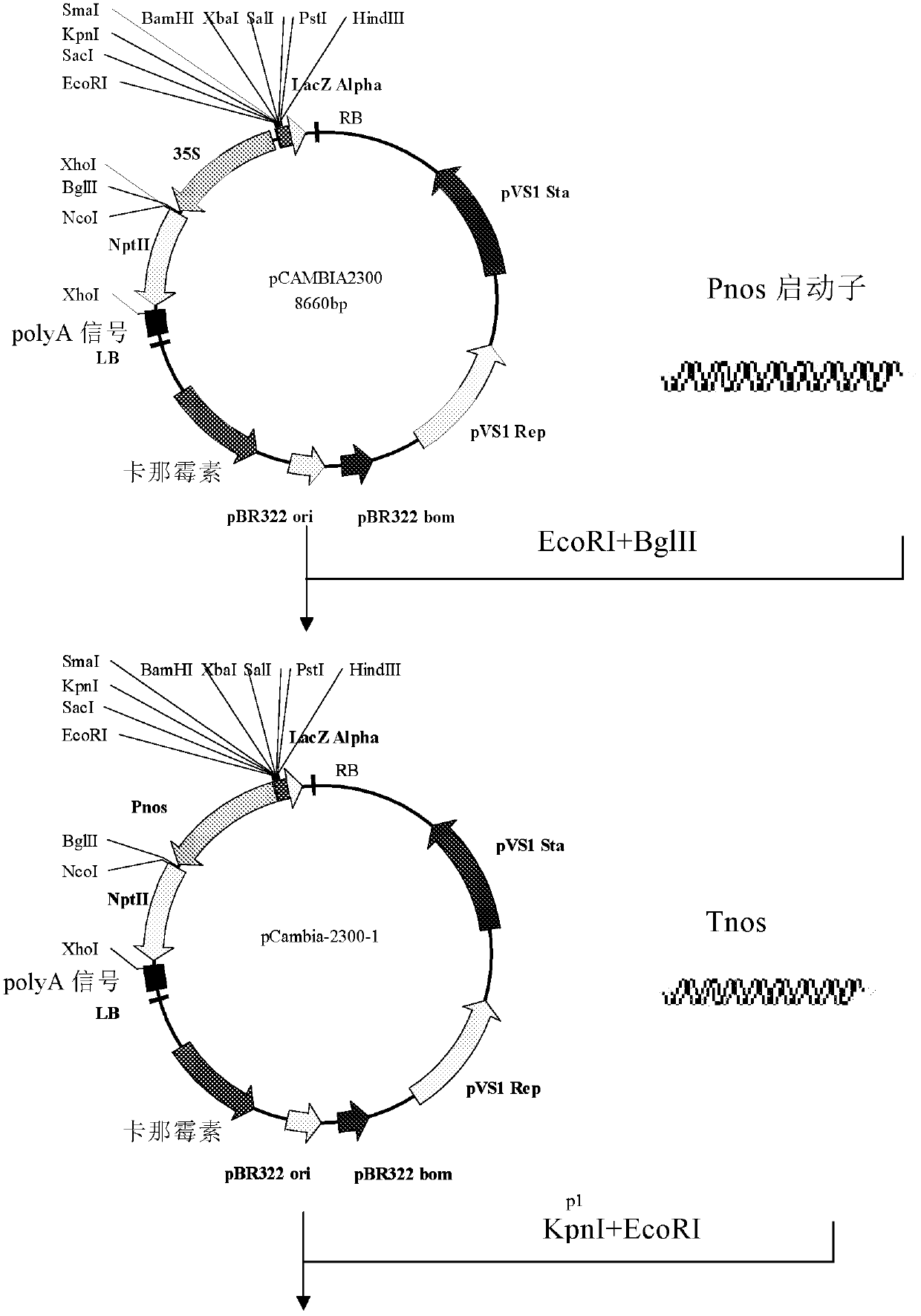 A kind of cotton ATP hydrolase atpase 2 and its coding gene and application