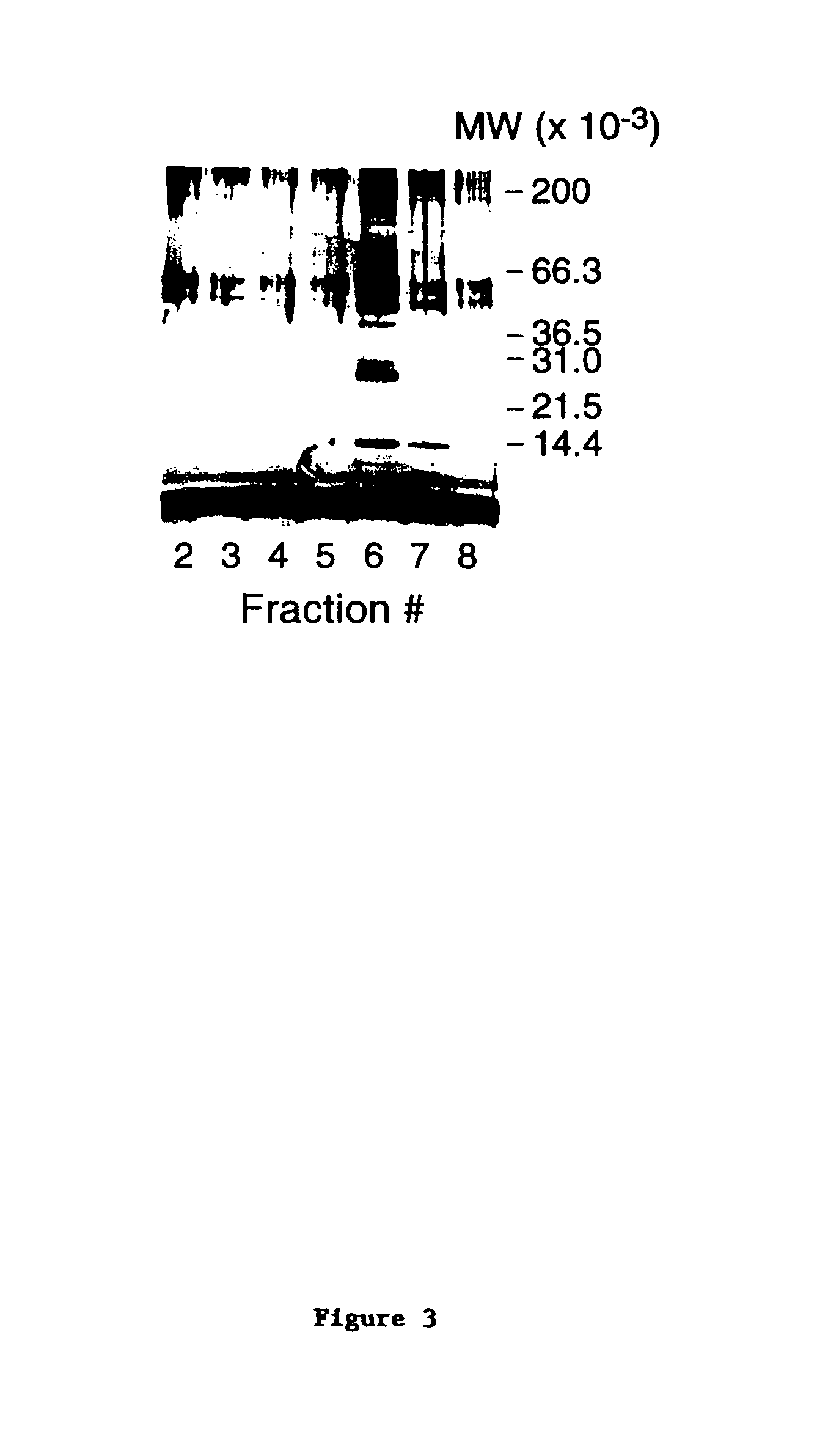 Nucleic acids encoding mpl ligand (thrombopoietin) and fragments thereof