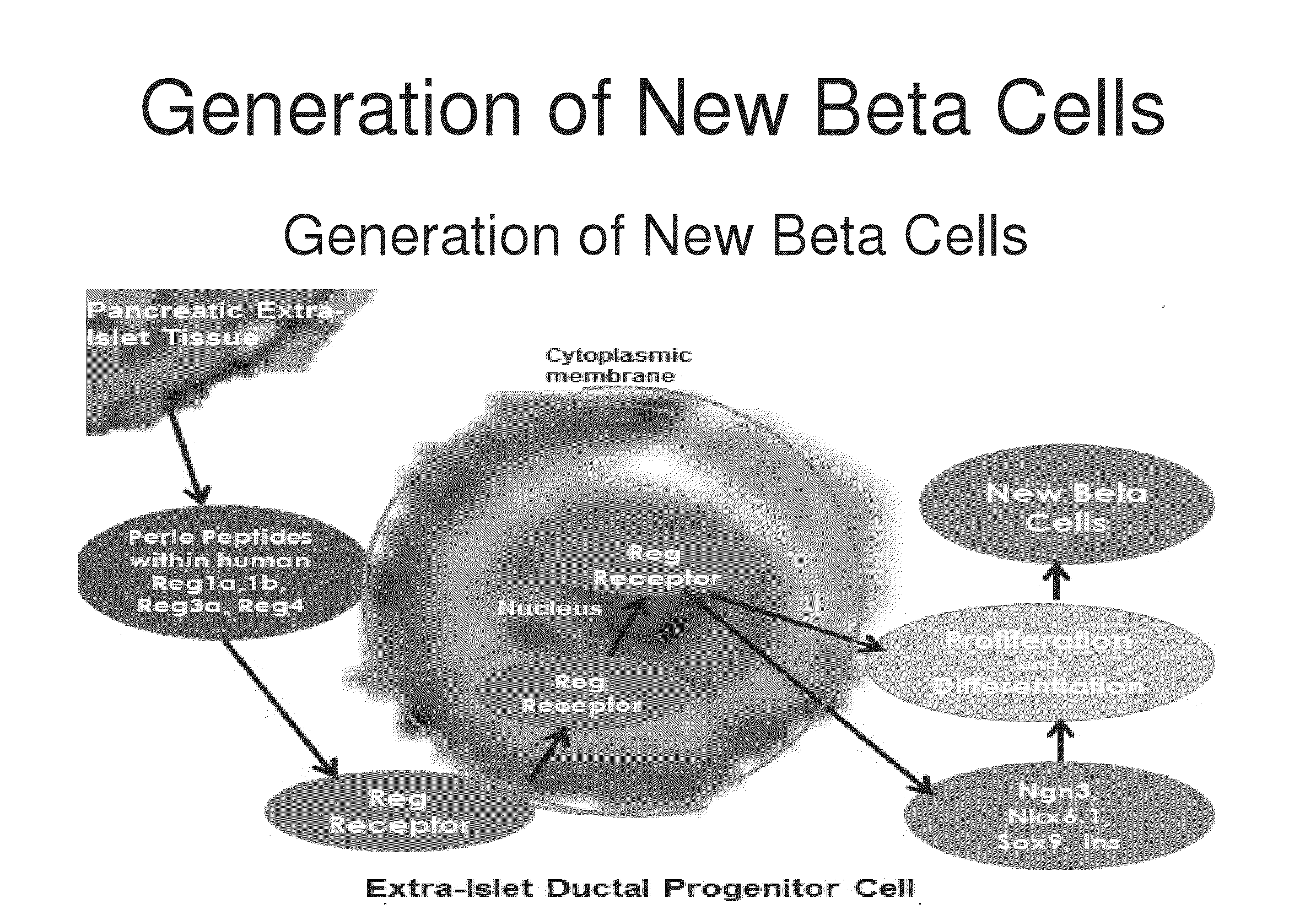 Generation of new pancreatic beta cells