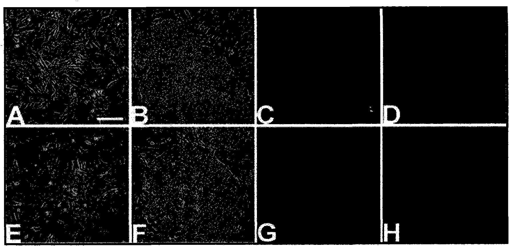 A feeder cell-free culture medium and system