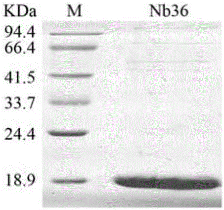 Anti-CTLA-4 nanobody Nb30 as well as preparation method and application thereof