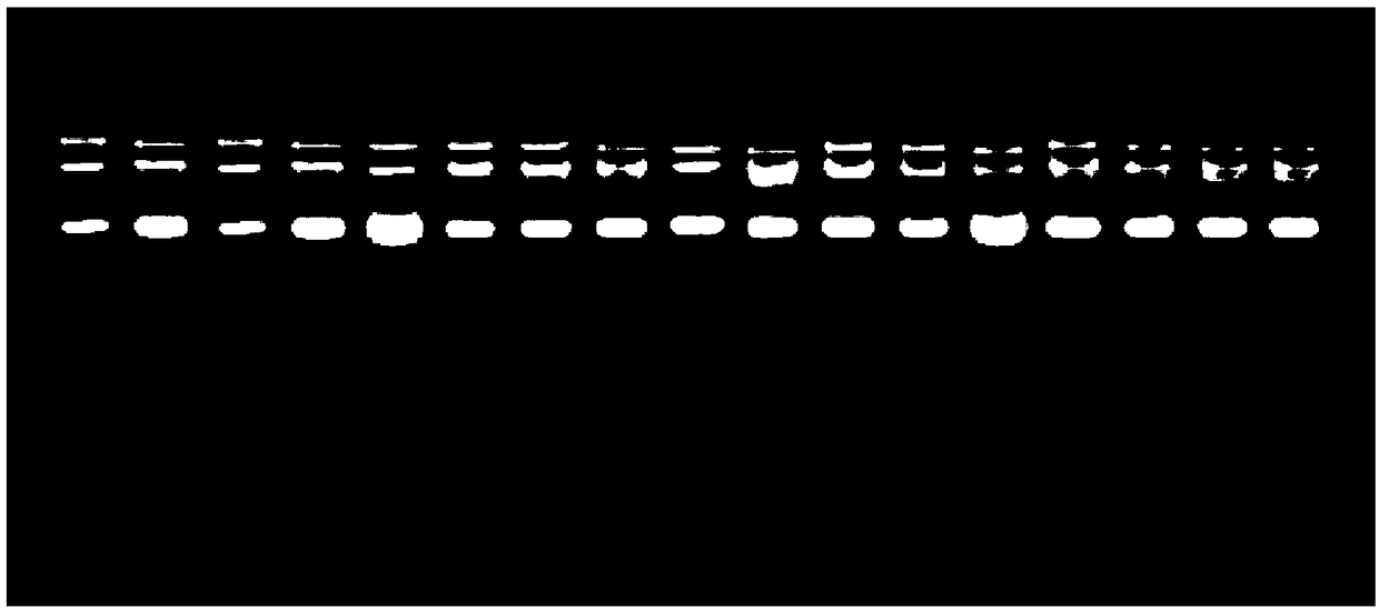 PCR (polymerase chain reaction) Primer pair and method to detect Schlumbergera virus X and application of PCR primer pair