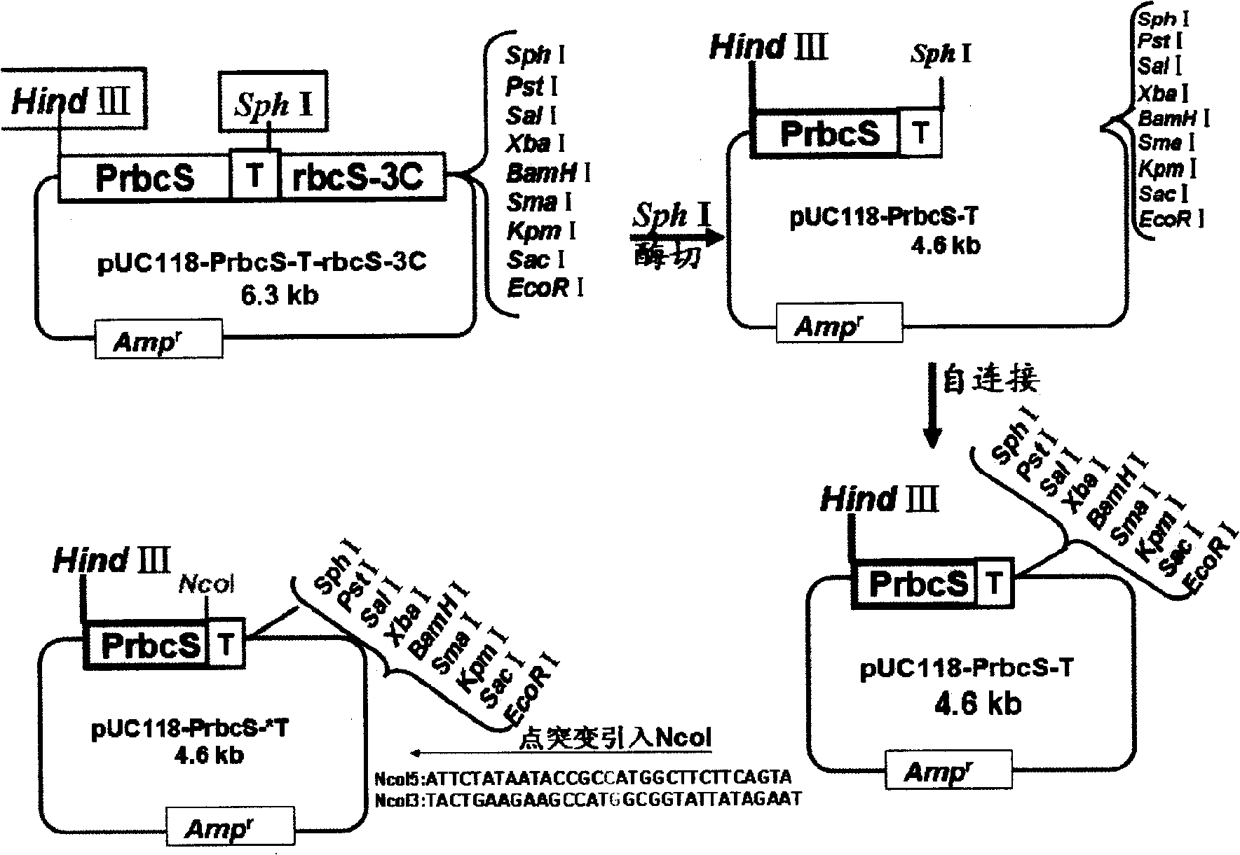 Gateway cloning entry vector, construction method and use thereof