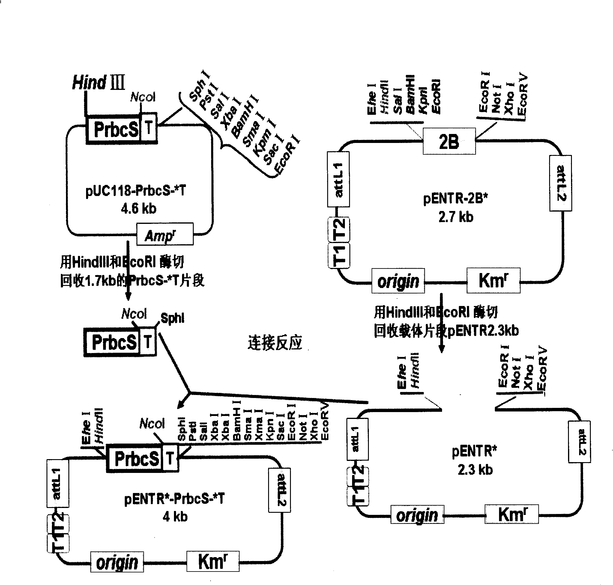 Gateway cloning entry vector, construction method and use thereof