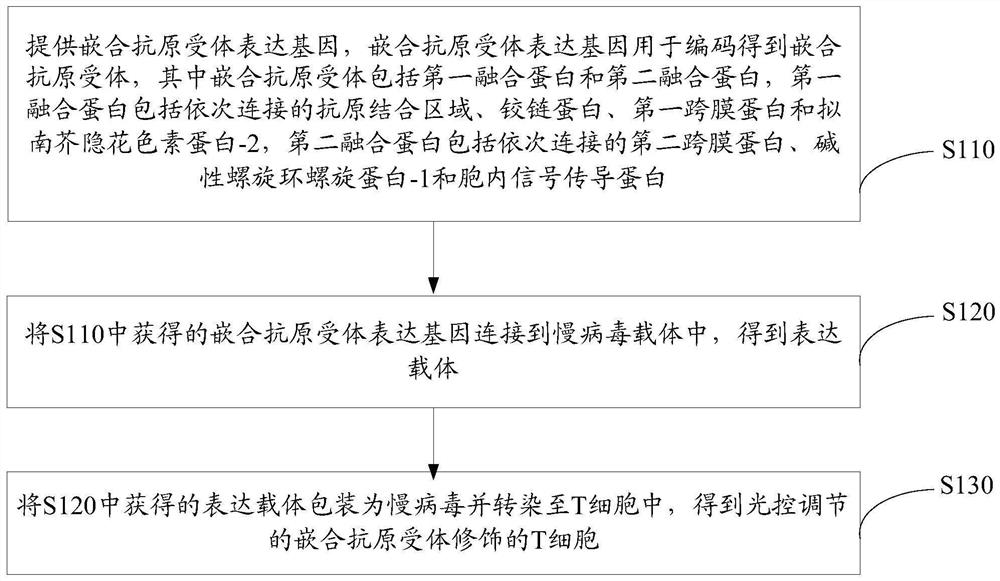 Chimeric Antigen Receptor and Its Expression Gene, Light Controlled Modulation of Chimeric Antigen Receptor Modified T Cell and Its Application