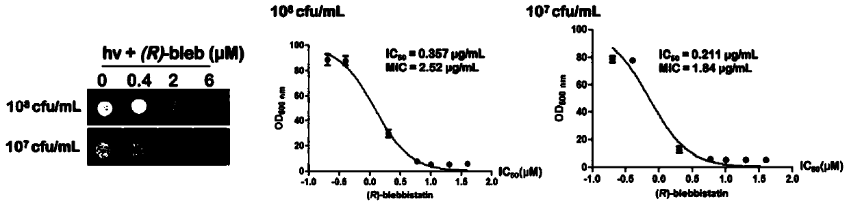 Application of blue light activated blebbistatin analogue to killing of drug-resistant bacteria and method