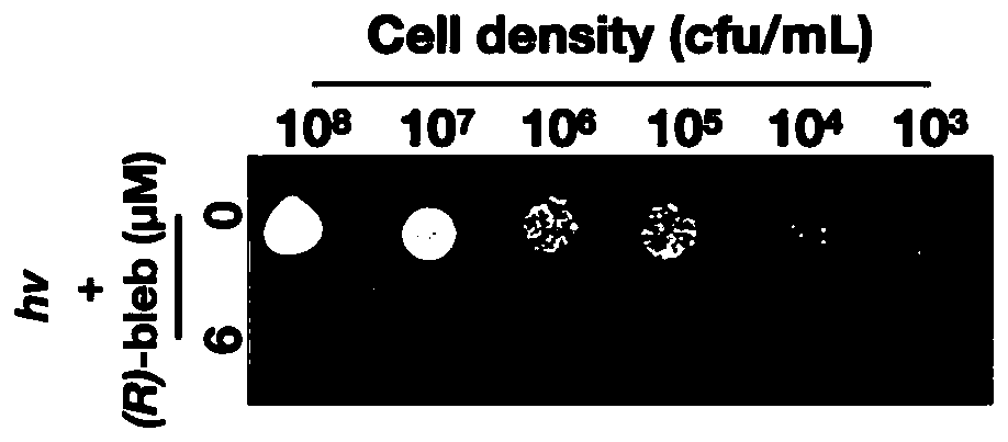 Application of blue light activated blebbistatin analogue to killing of drug-resistant bacteria and method