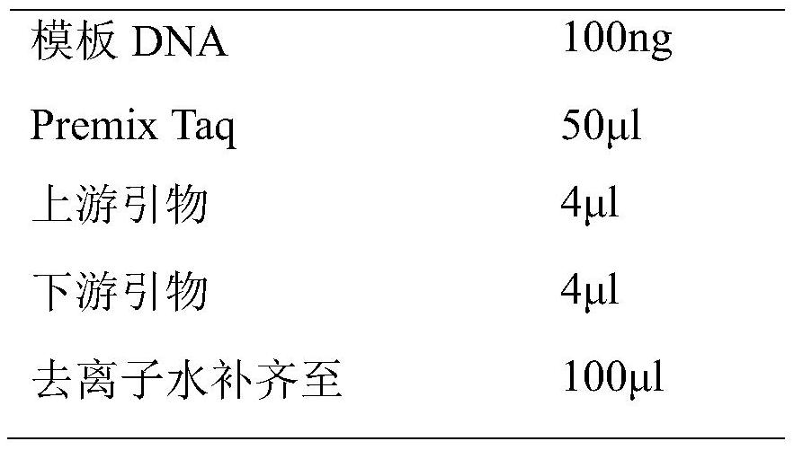 Reagent for detecting SNP locus genotype related to grouper nervous necrosis virus resistance