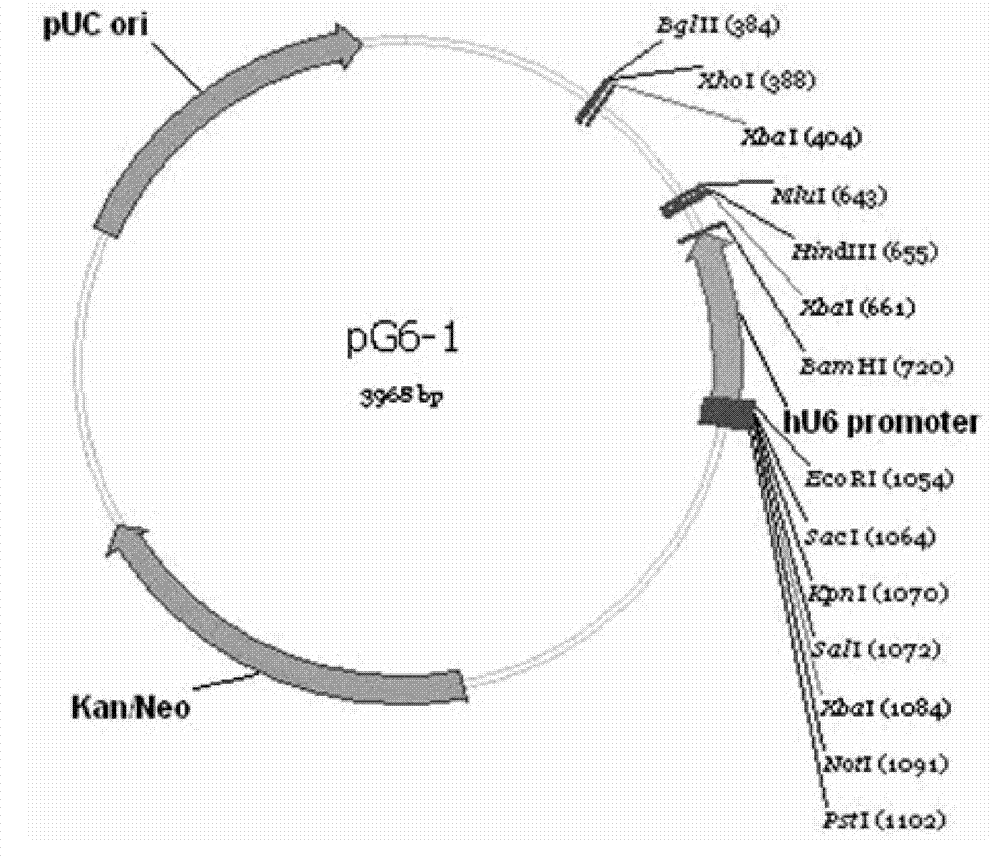 RNA interference expression plasmid- cationic liposome-heparin antineoplastic complexes targeting human FAK and PLK1 gene