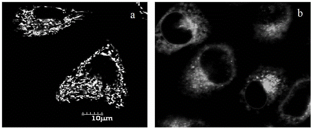 Single charge boron fluroride complexing dipyrrole methenyl fluorochrome and application thereof