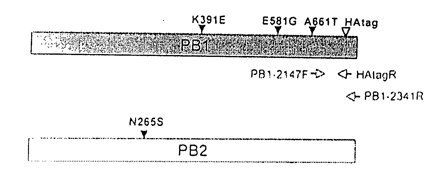 Avian influenza virus live attenuated vaccine and uses thereof