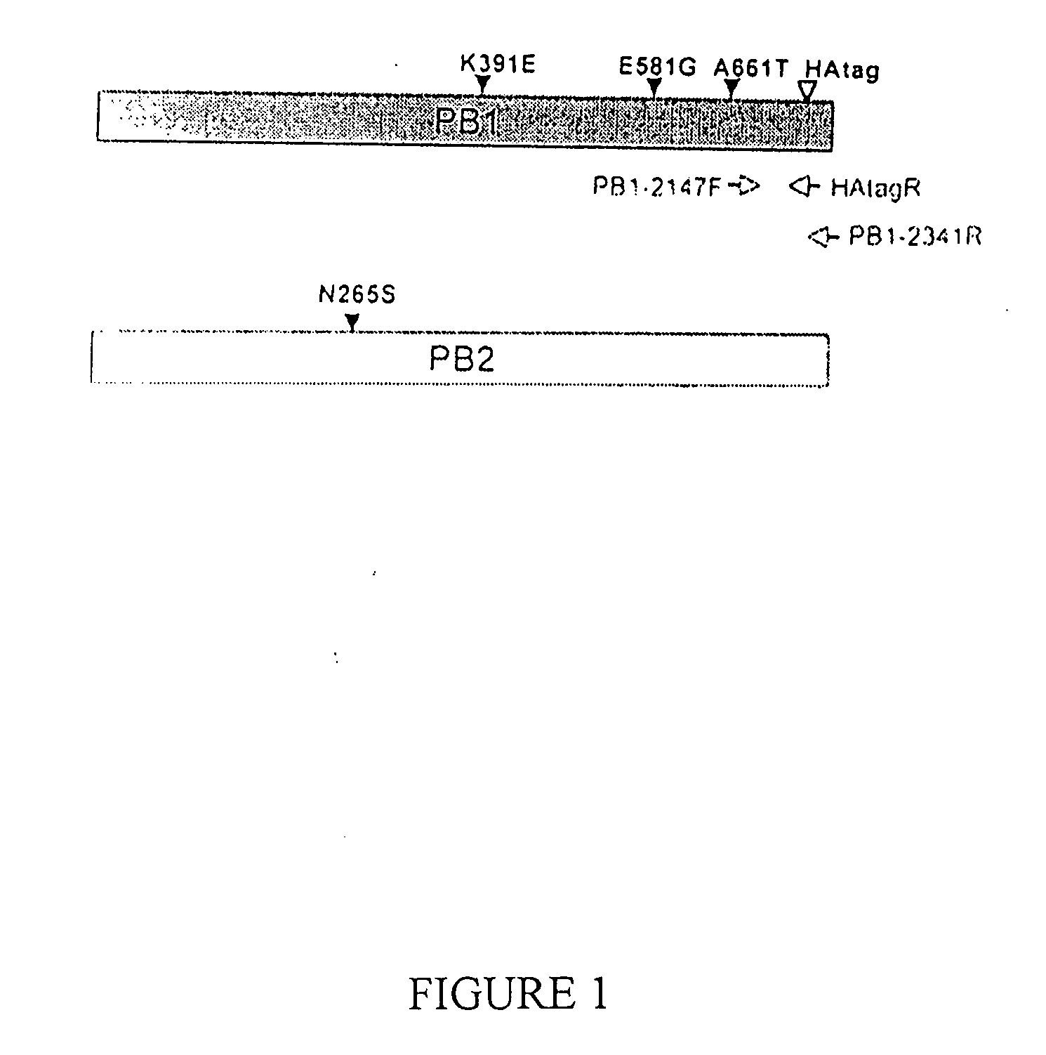 Avian influenza virus live attenuated vaccine and uses thereof